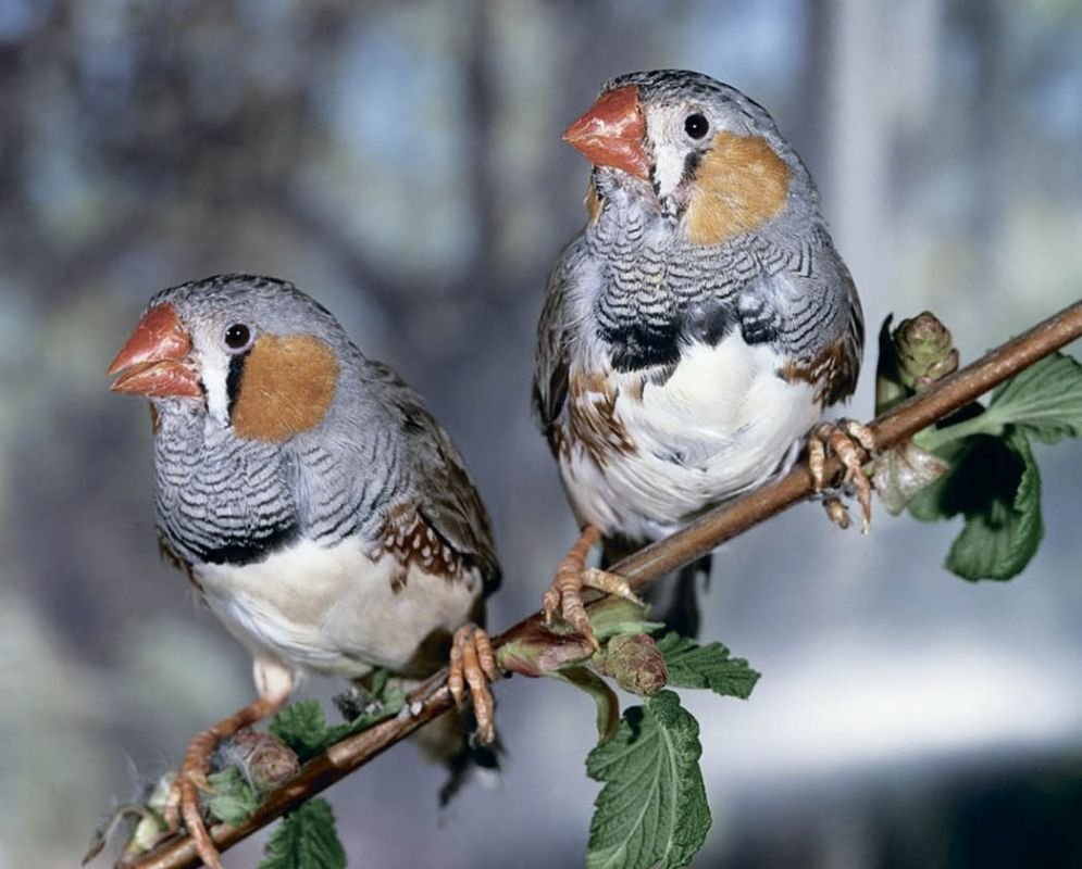 Воробей на рабочий стол