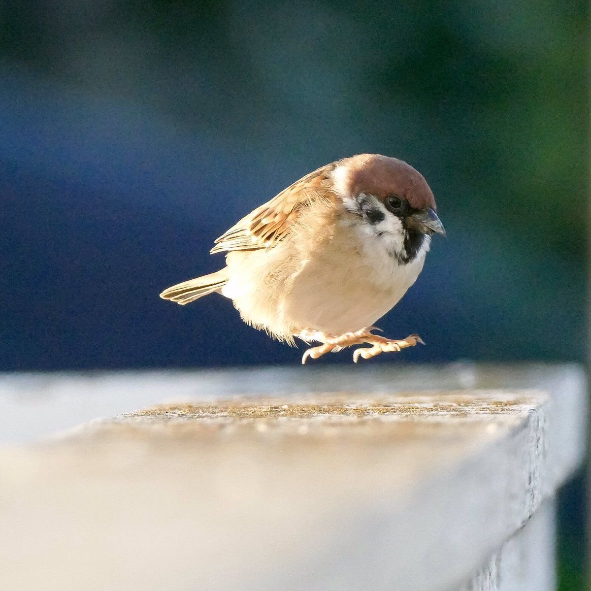 Птенцы Воробьев