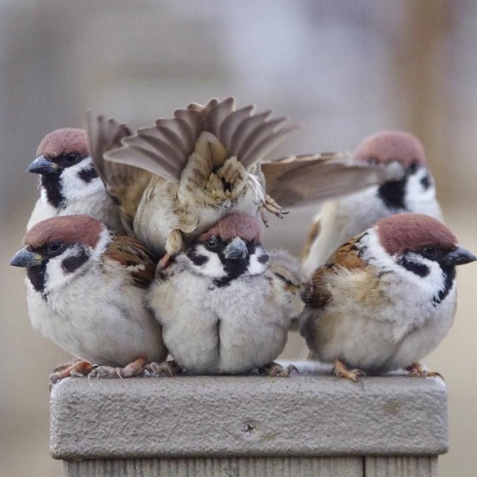 Картины Марии Павловой воробышек