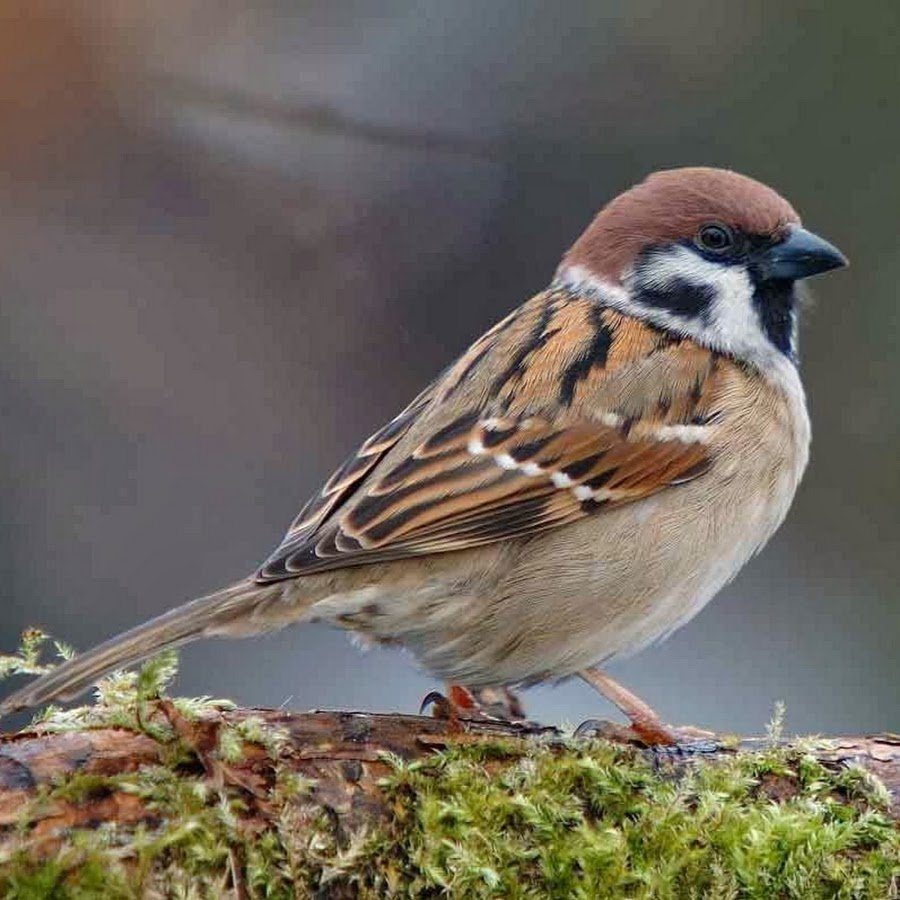 Утагава Хиросигэ цветы и птицы