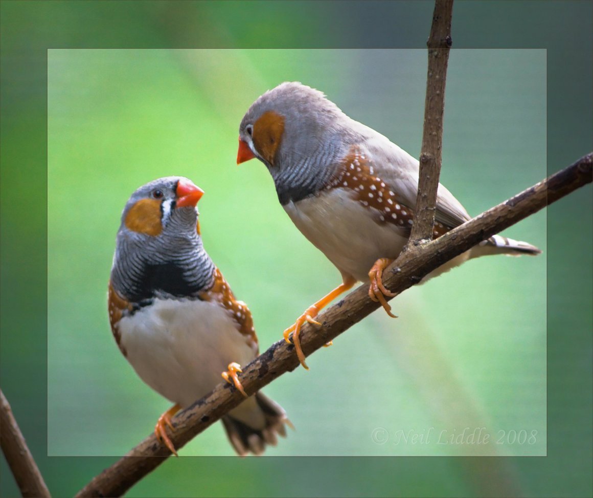 Смешной Воробушек