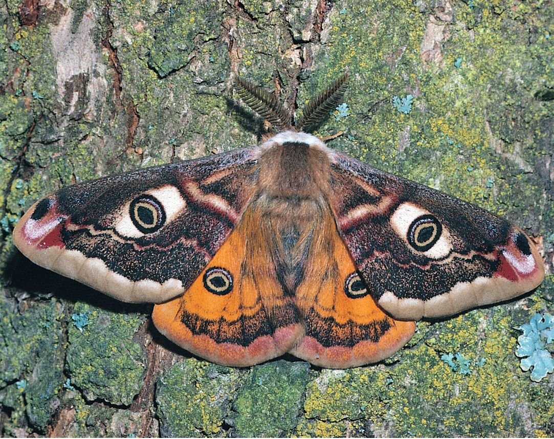 Серая моль Бражник бабочка