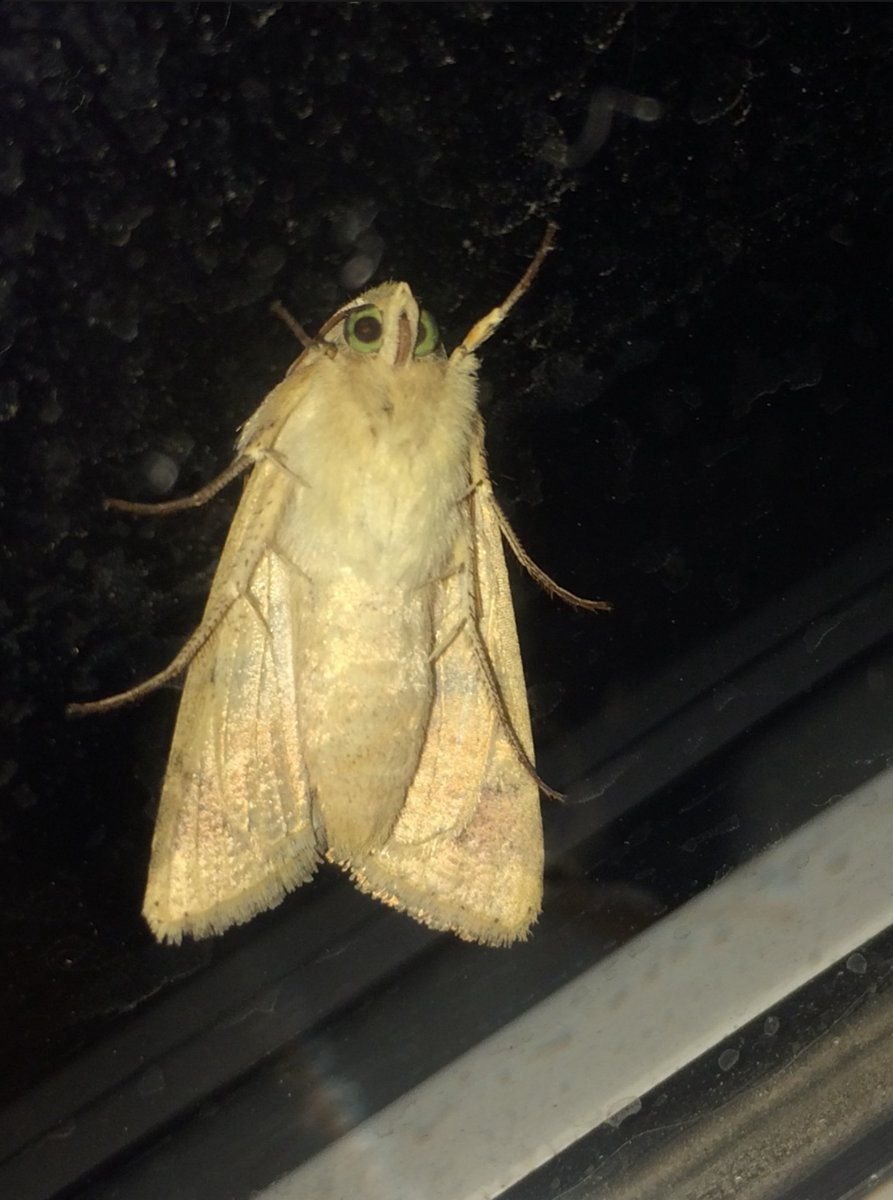 Actias dubernardi бабочка