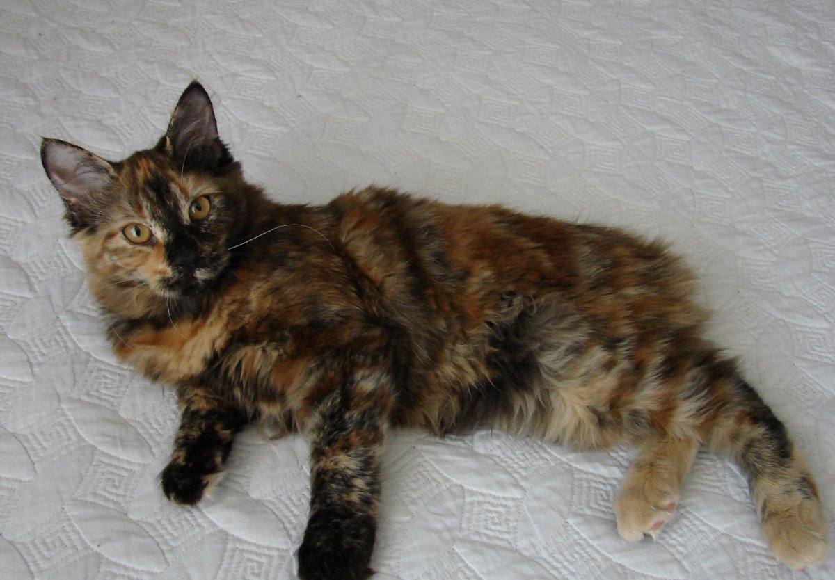 Черепаховый бобтейл