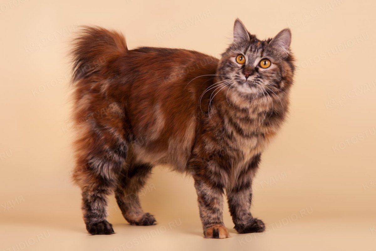 Кошки Курильский бобтейл черепаховый