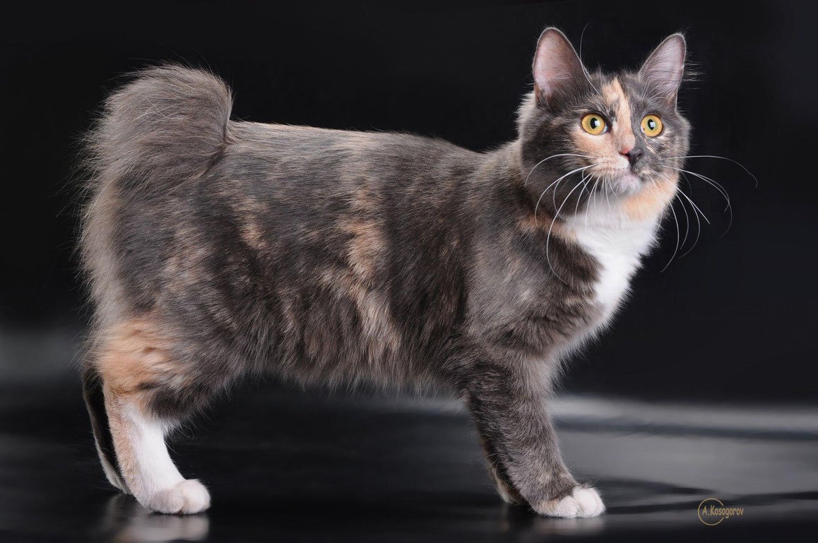 Курильский бобтейл