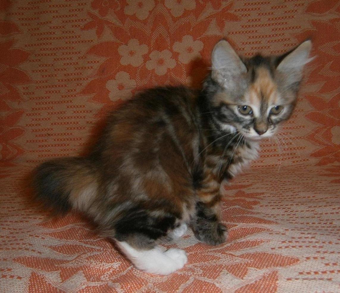 KBL Курильский бобтейл