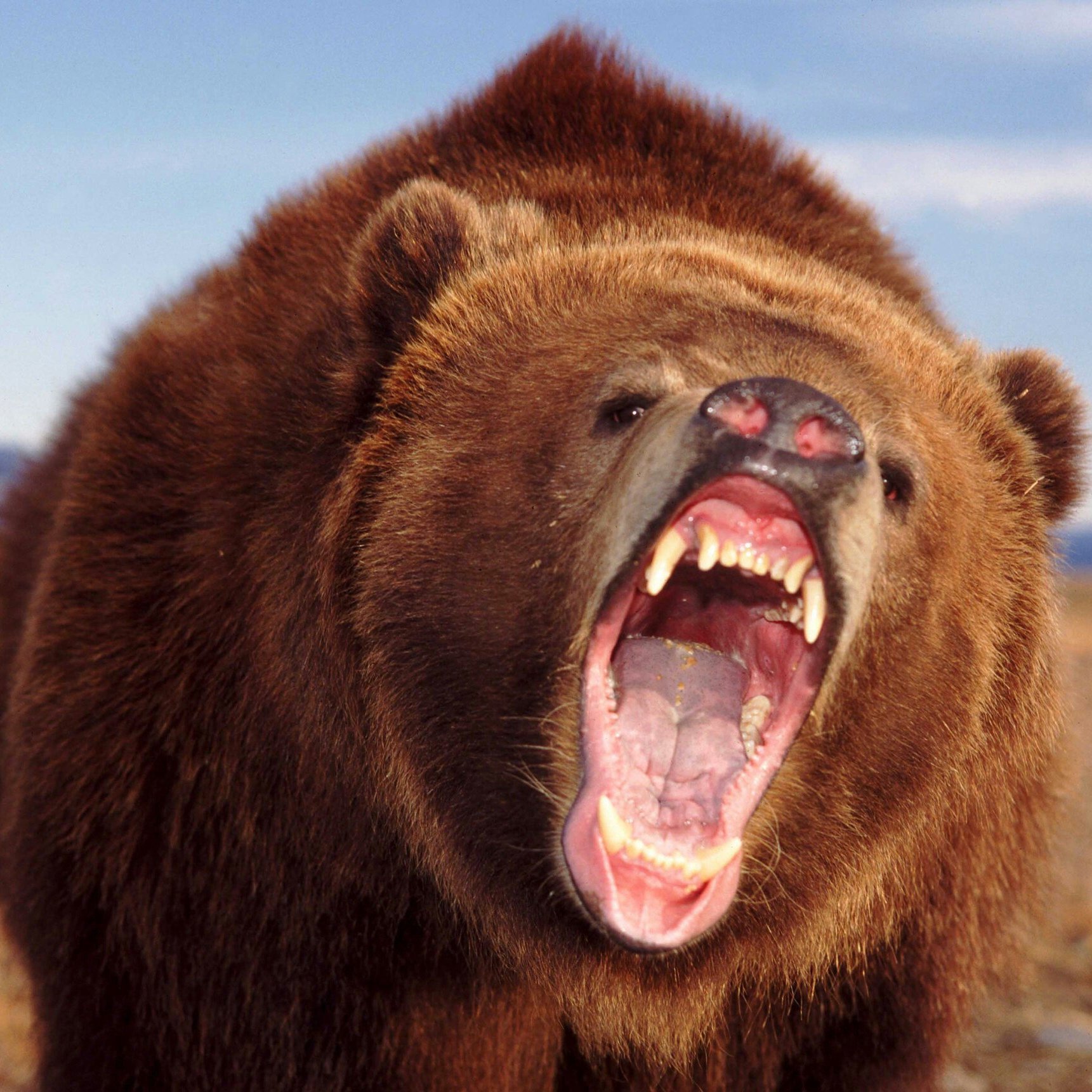 Агрессивный медведь