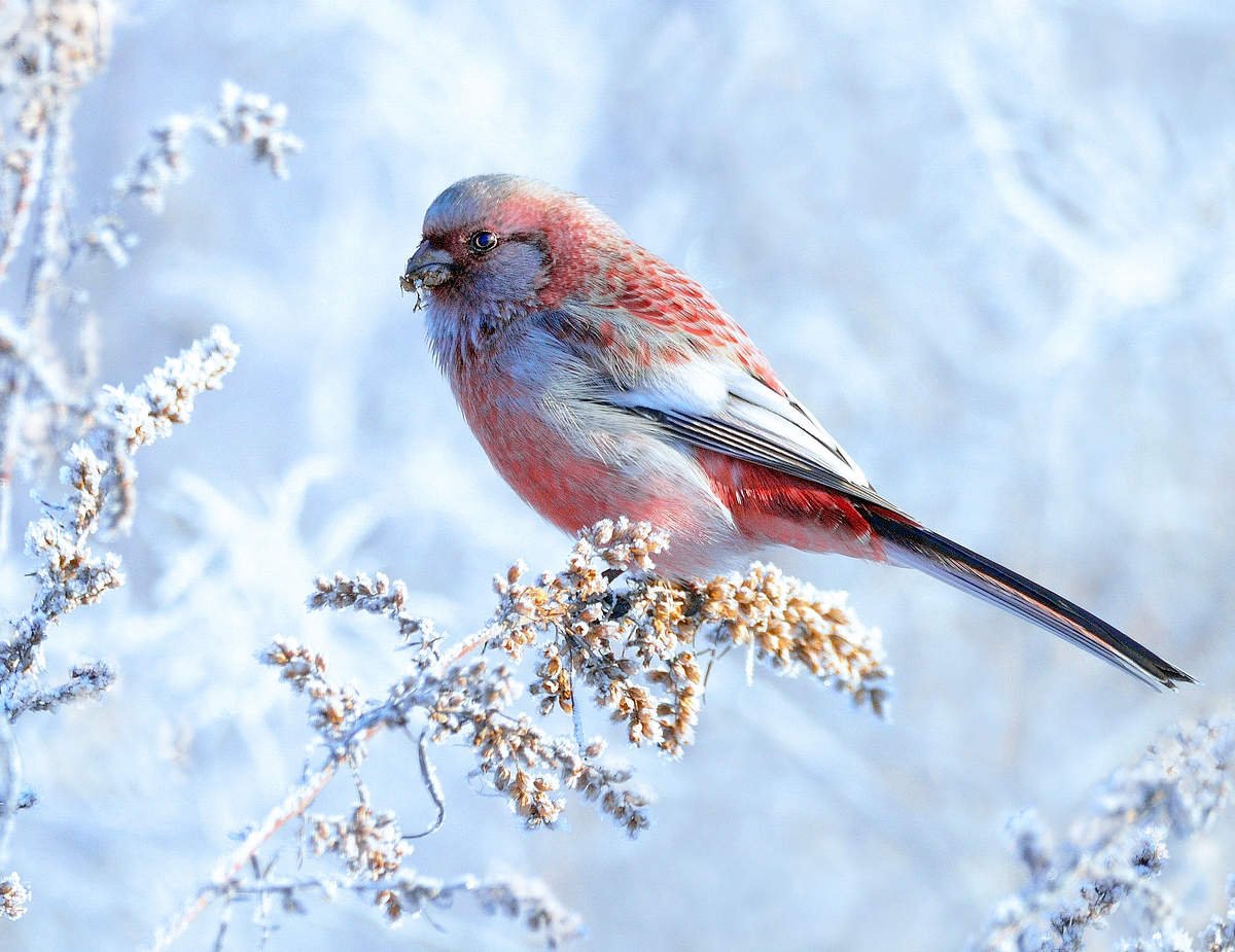 Неделя птиц в школе