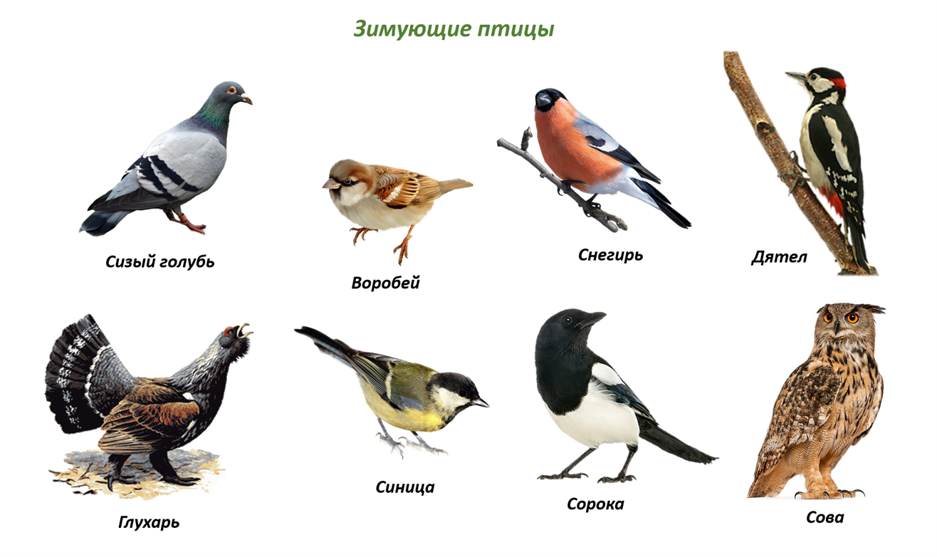Зимующие птицы башкортостана - 76 фото