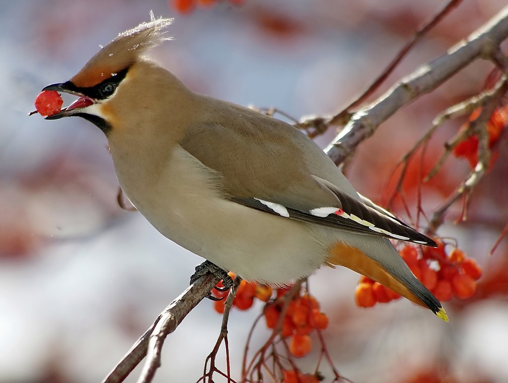 Пословицы про снегиря