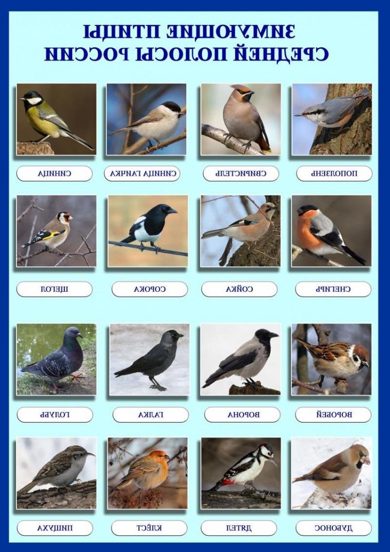 Зимняя птичка на дереве