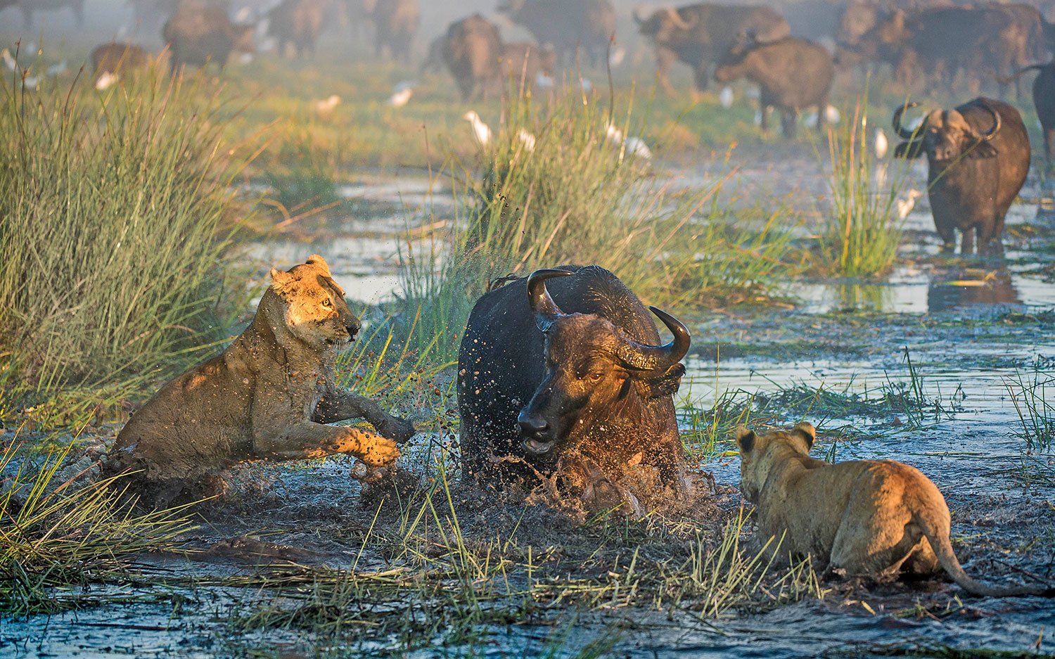 Хищники дикой африки видео. Охота Львов в дикой природе на буйволов. Хищник на охоте. Лев охотится. Львица охотится.