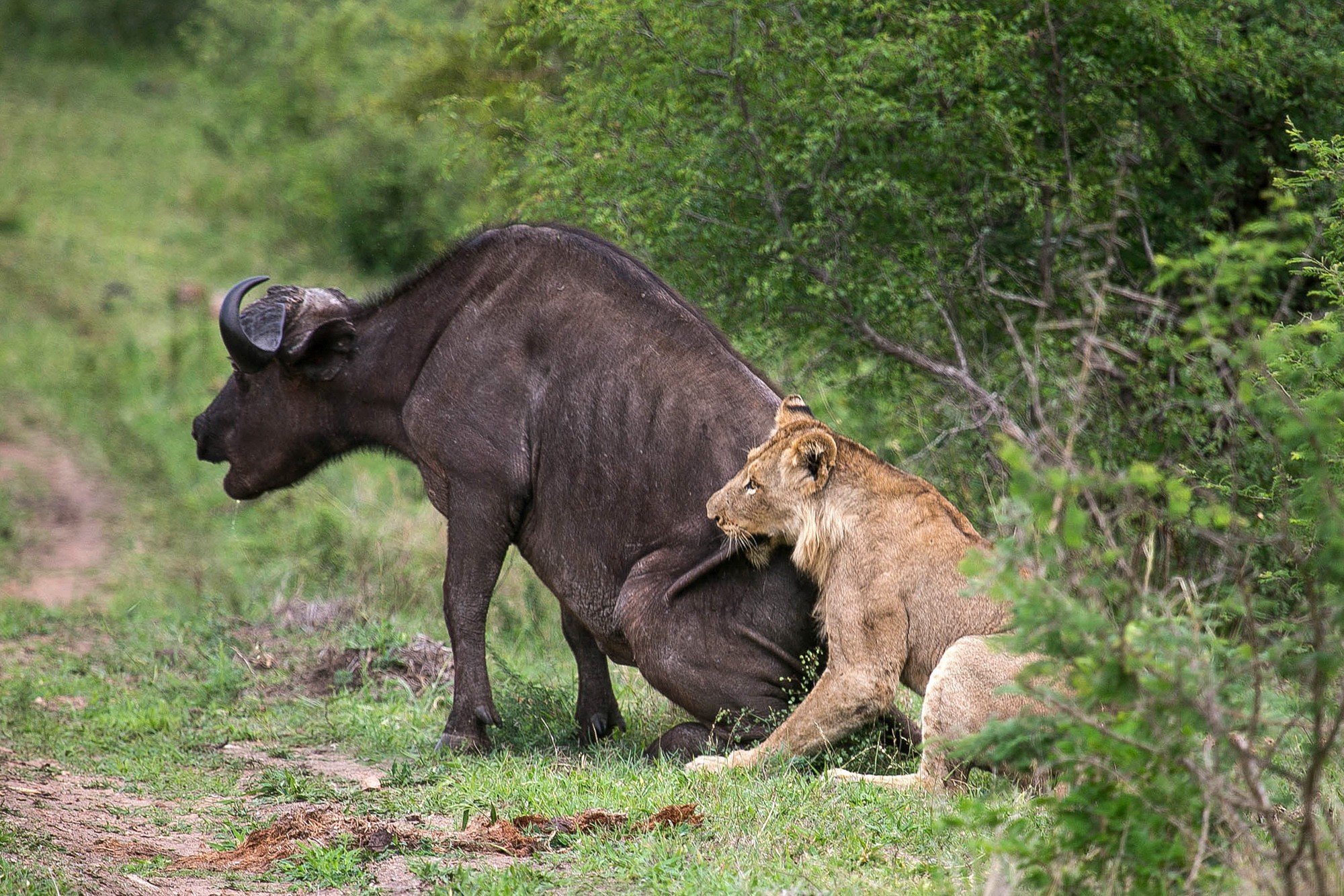 Дикие удовольствия. Охота Львов в дикой природе на буйволов.
