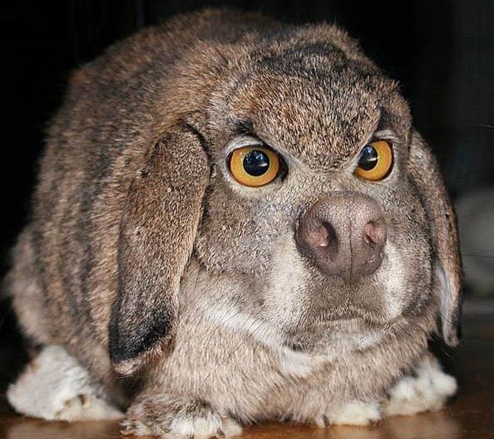 Недовольный заяц