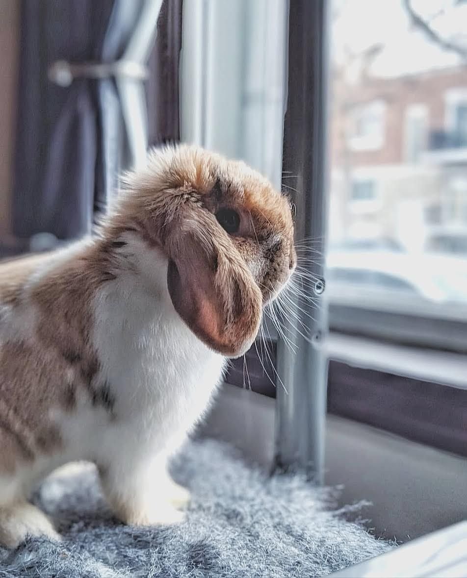 Грустный зайчик