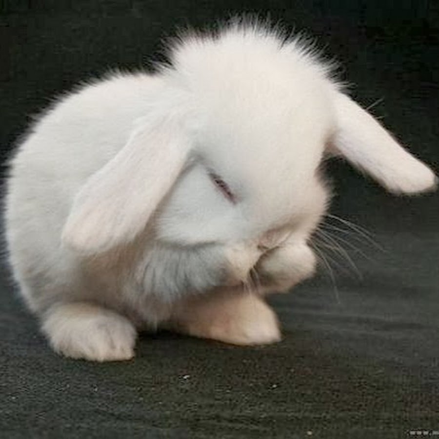 Милый зайчик