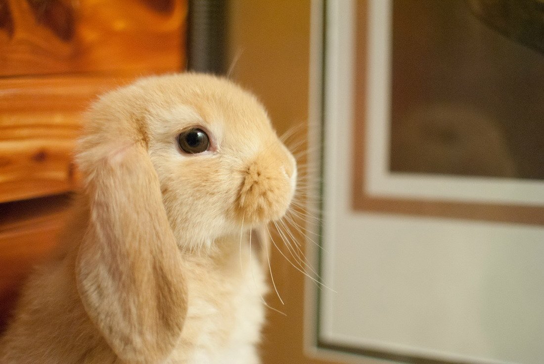 Кролик ждет