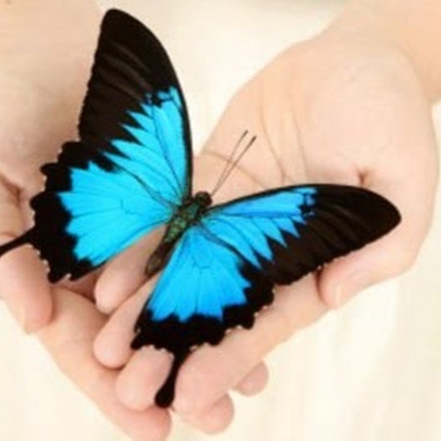 Много голубых бабочек на руке