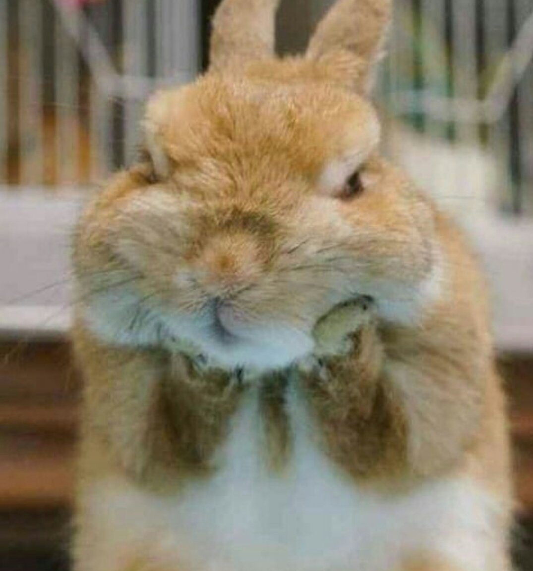 Кролик ругается