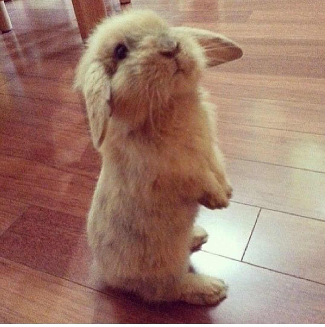 Кролик просит прощения