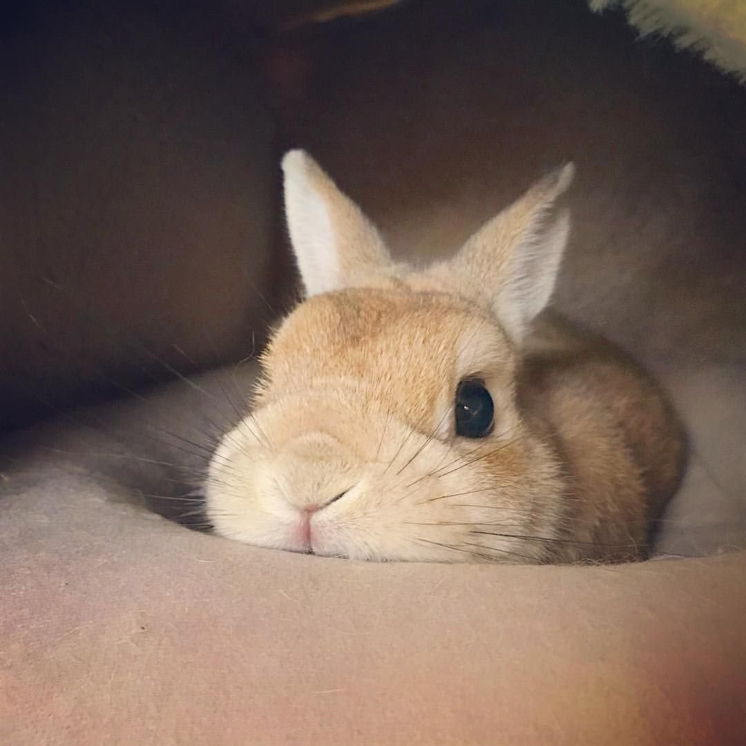 Грустный кролик