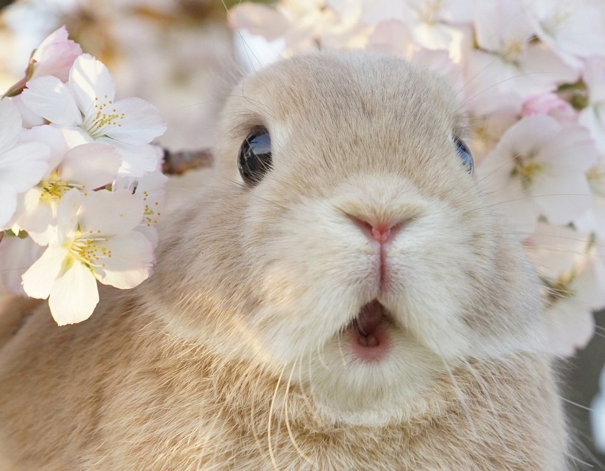 Милые кролики