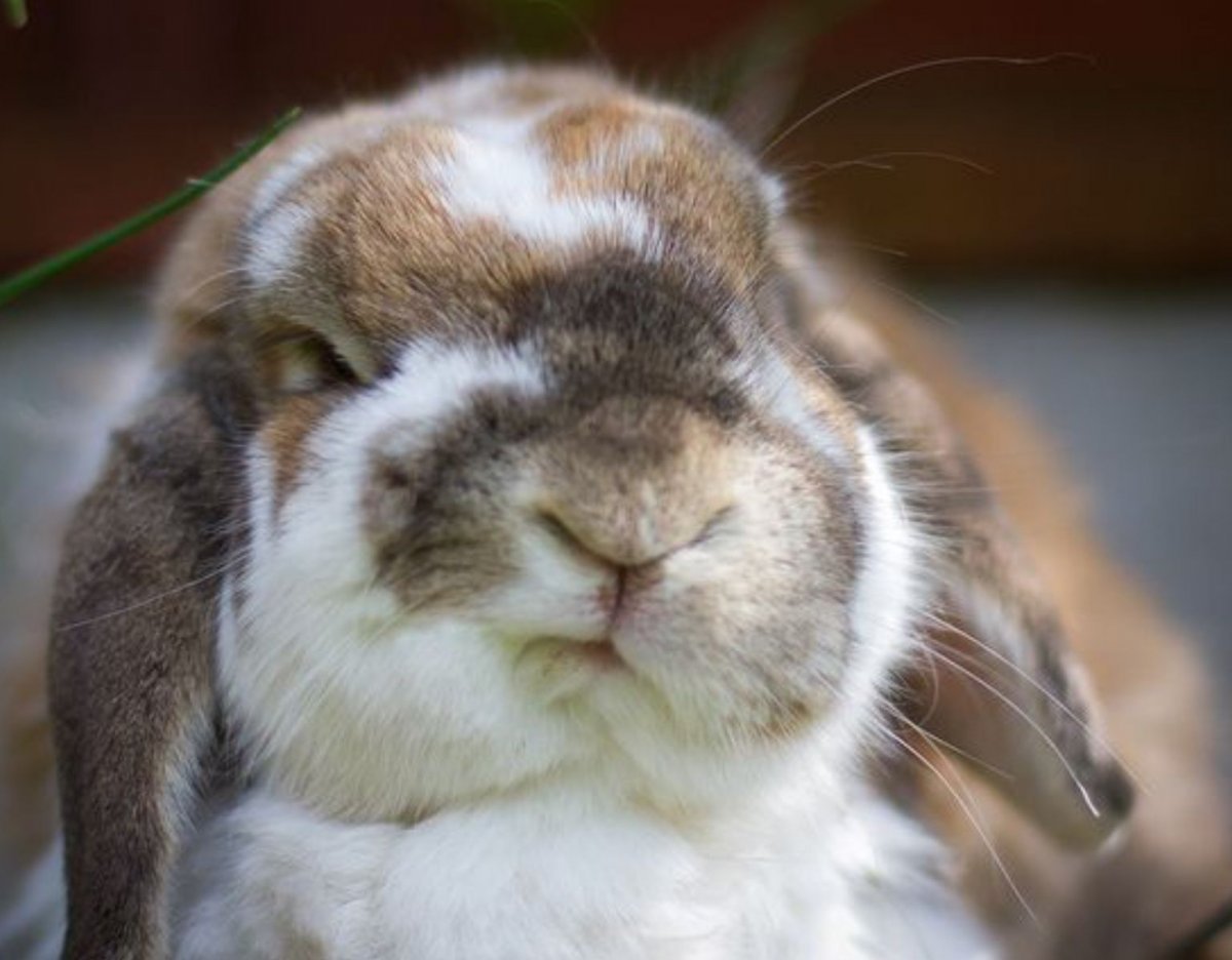 Недовольный кролик