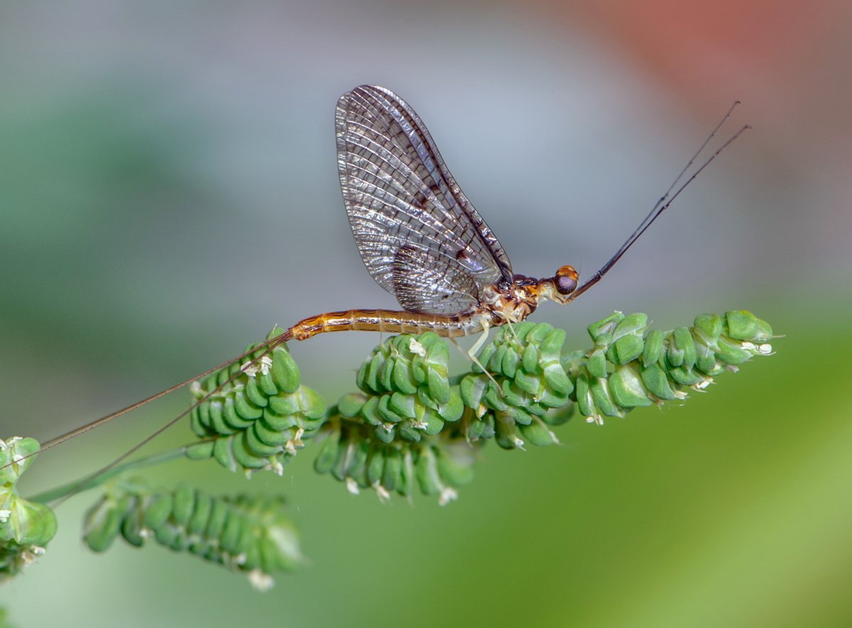 Поденки (Ephemeroptera)
