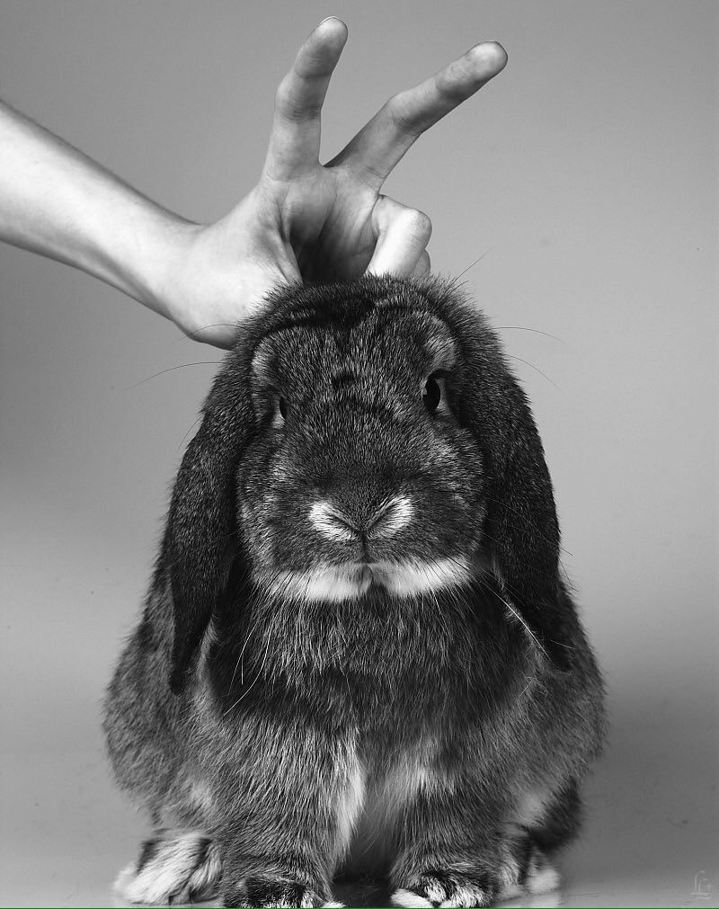 Дерзкий кролик