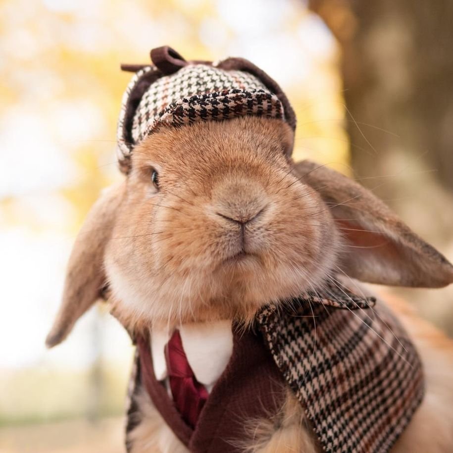 Пуи Пуи - самый стильный кролик в мире