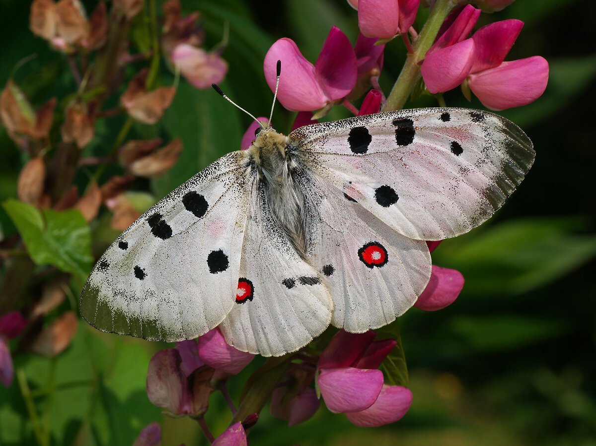 Аполлон обыкновенный (Parnassius Apollo)