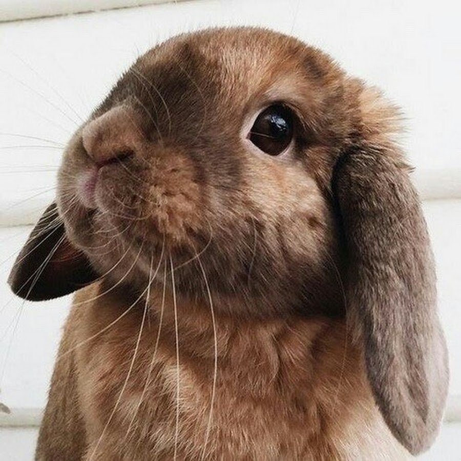 Английский вислоухий кролик