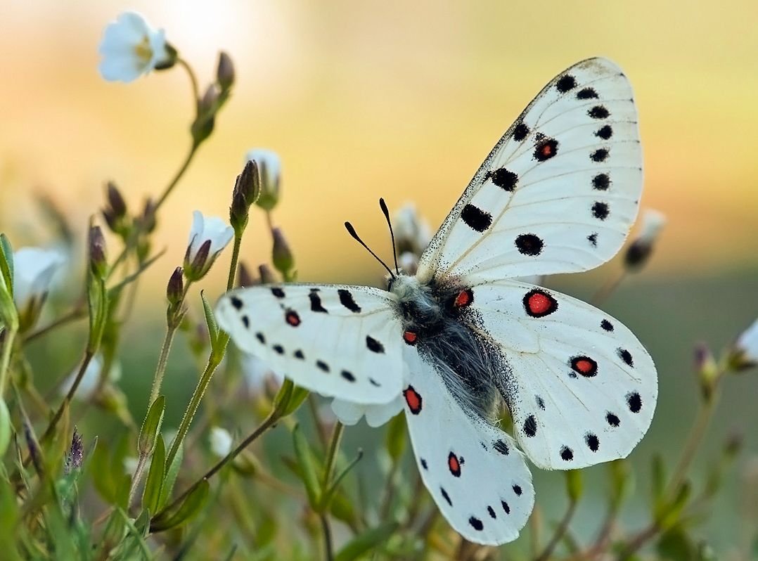 Parnassius arcticus