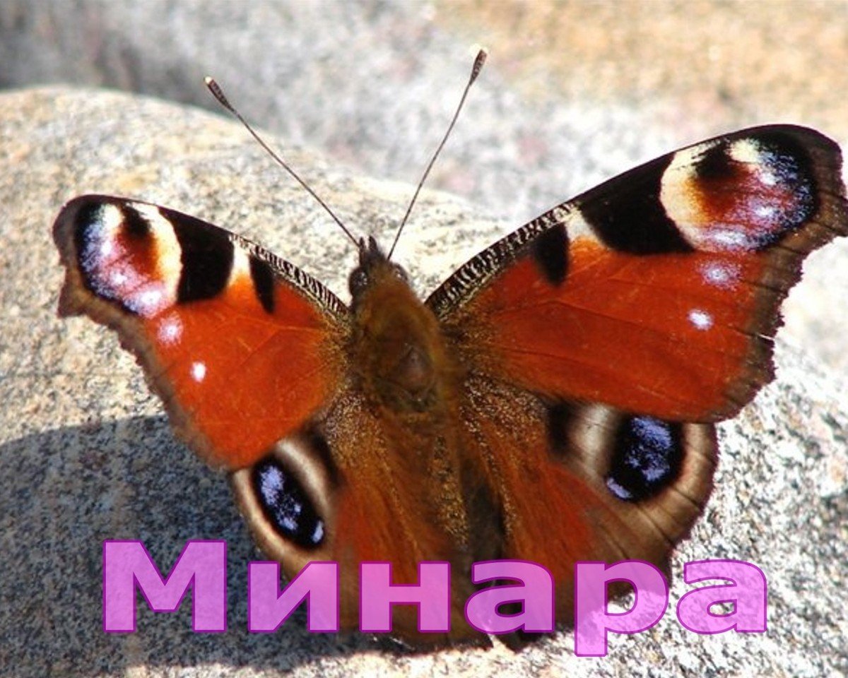 Краснокнижная бабочка Южного Урала