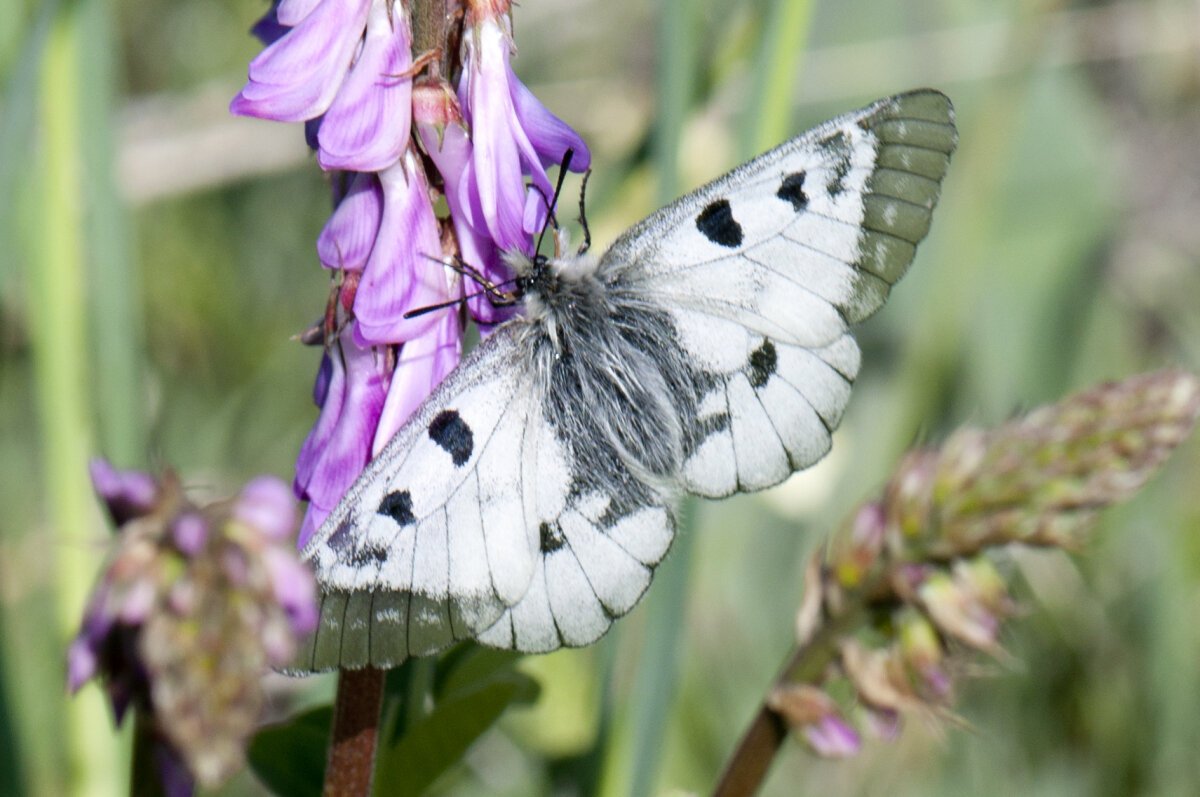 Мнемозина бабочка