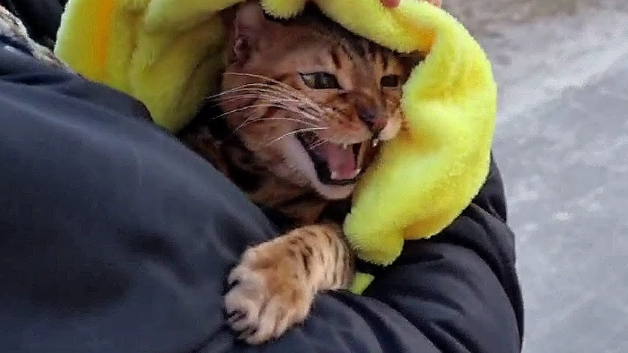 Кошка миля. Мили кошка. Animal Cry. Save Cat Milo Australia.