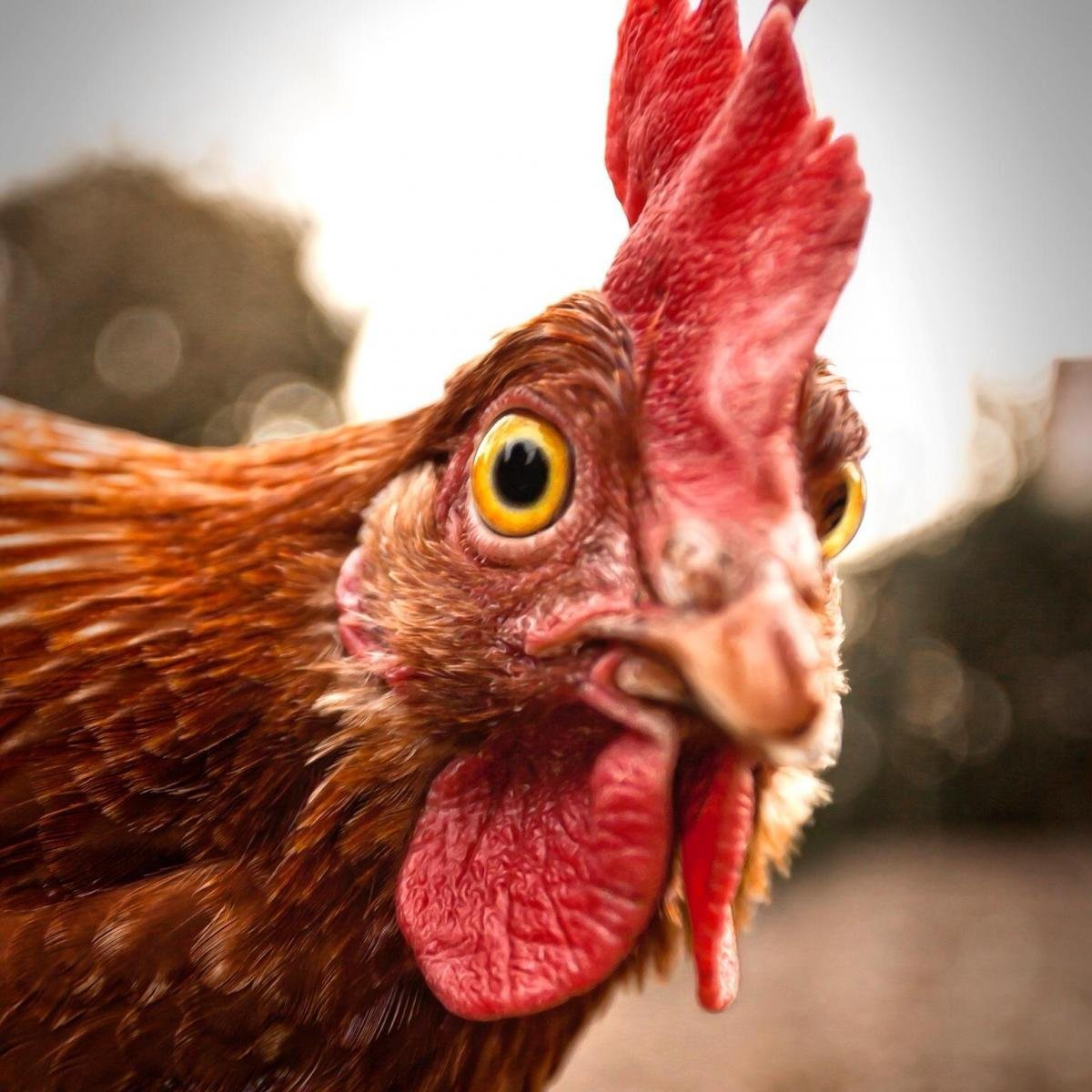 Тупой петух