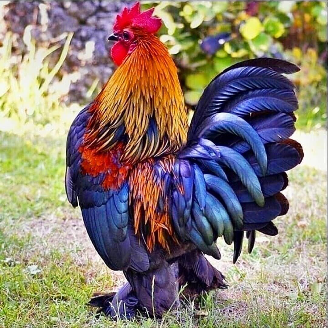 Маран кукушечный