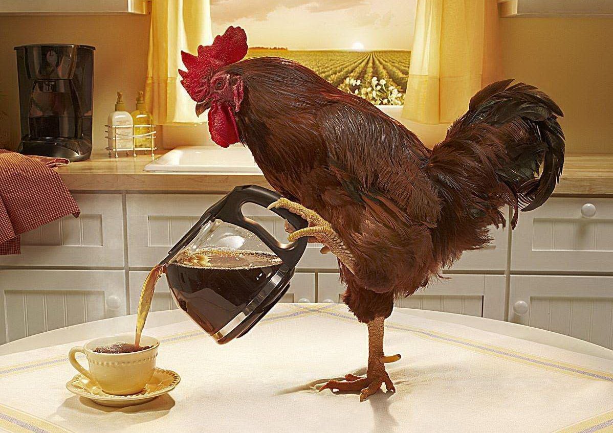 С добрым утром петух