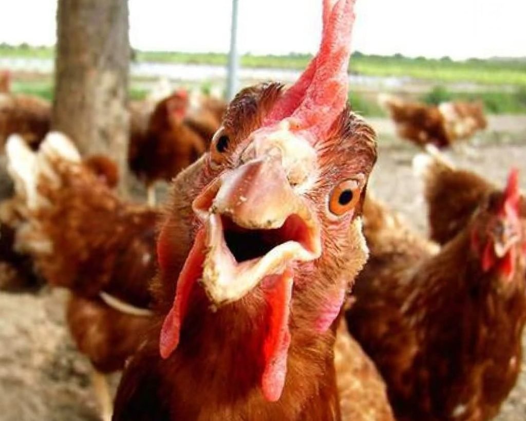 Красивая курица