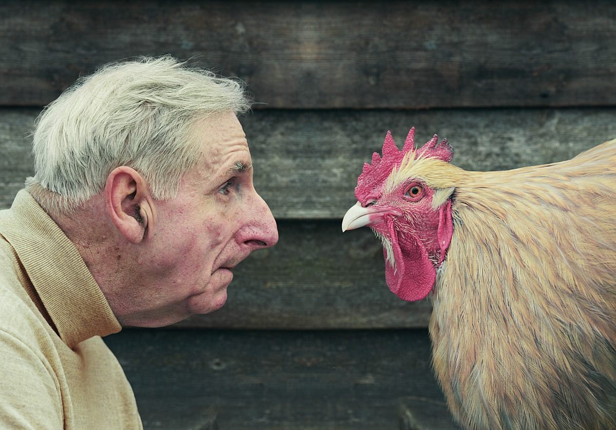 Хохлатая Курочка падуан