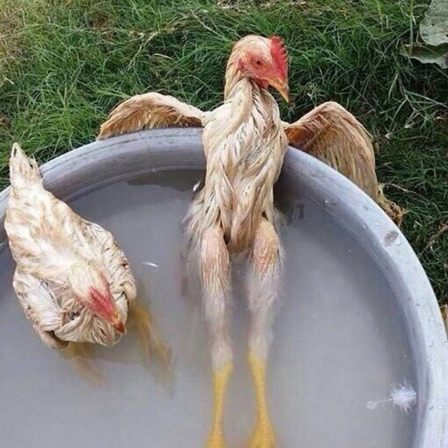 Мокрая курица