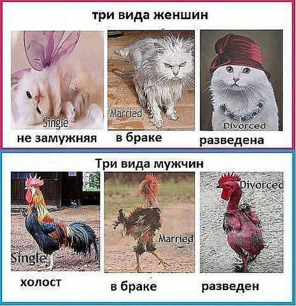 Много кур