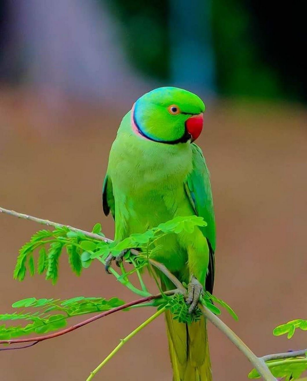 Ожереловый разговаривает. Ожереловый попугай. Ожереловый попугай зеленый. Попугай кольчатый ожереловый. Мадагаскарский попугай ожереловый.