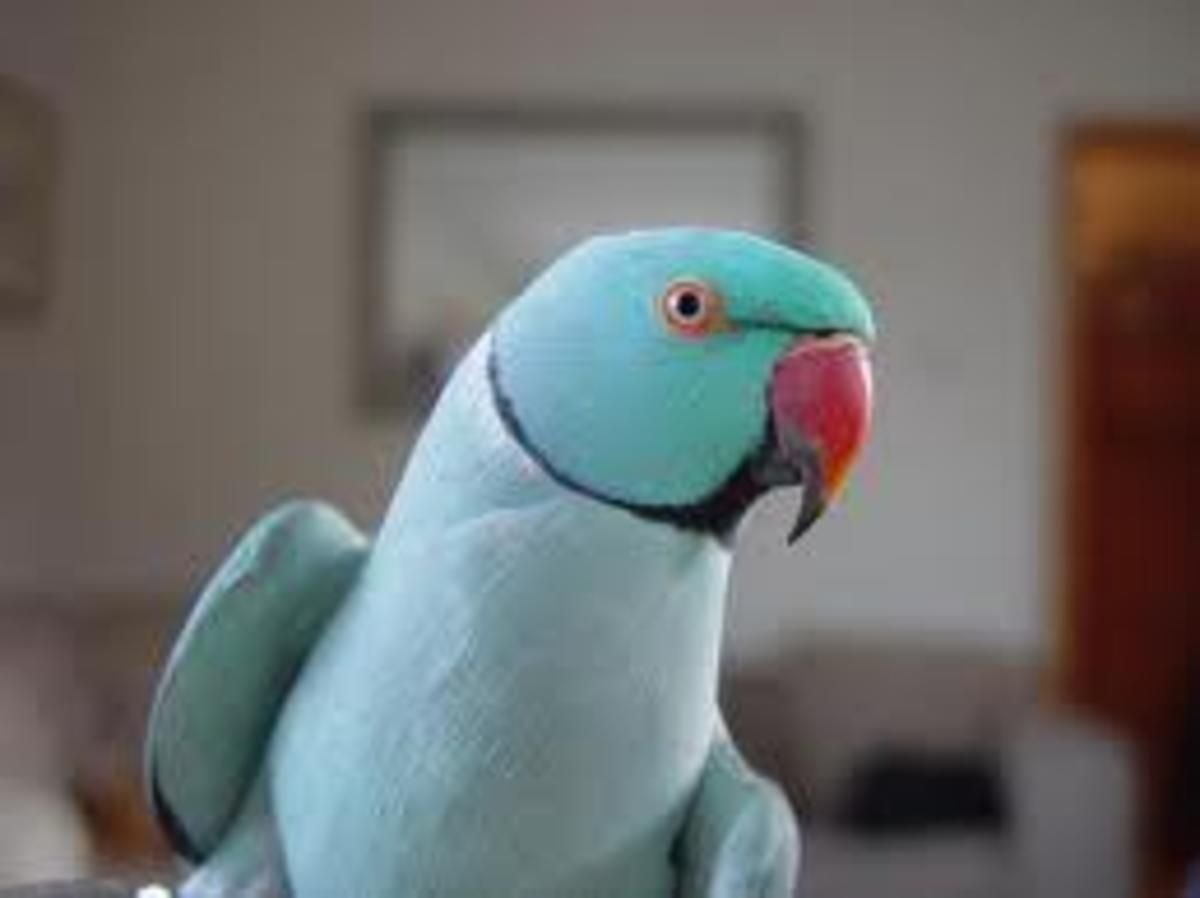 Говорящий ожереловый попугай