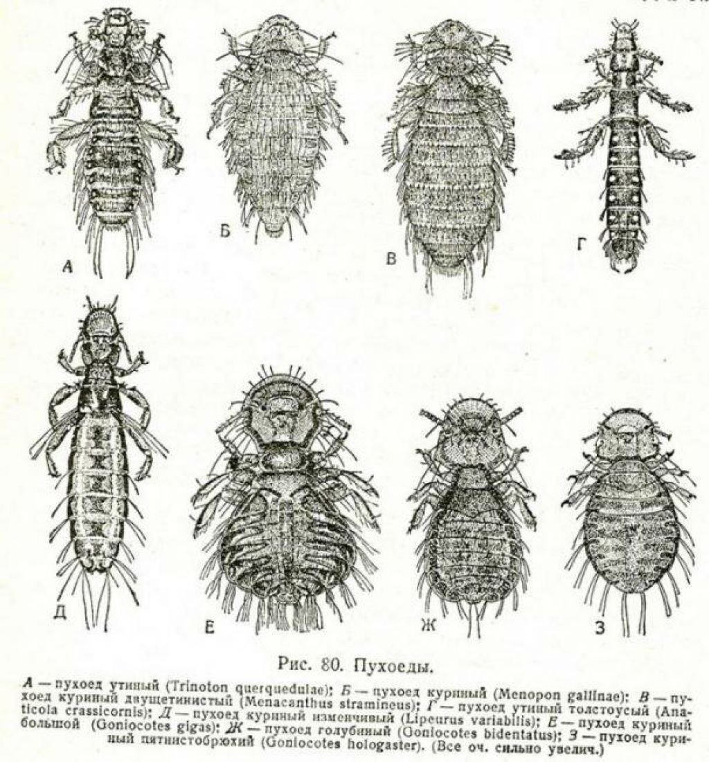 Крысиные паразиты власоеды