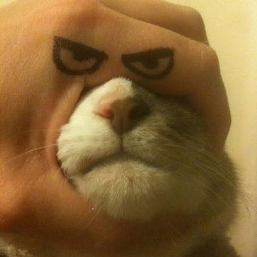 Дерзкий кот