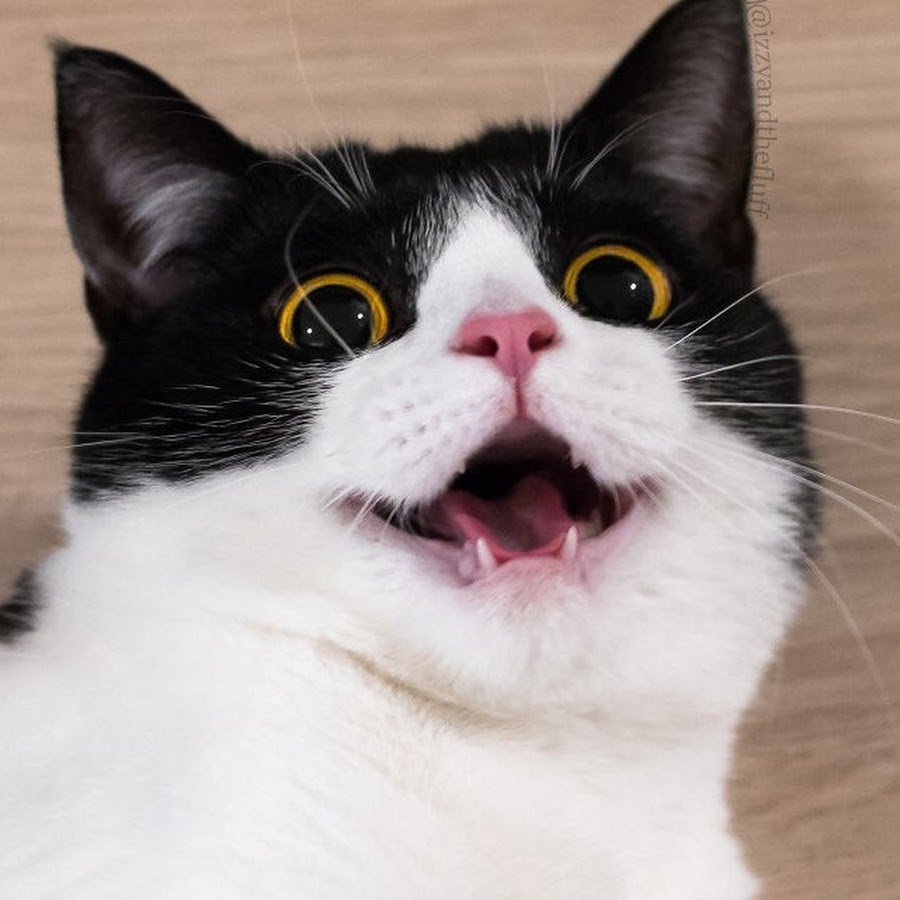 Смешные рожи котов