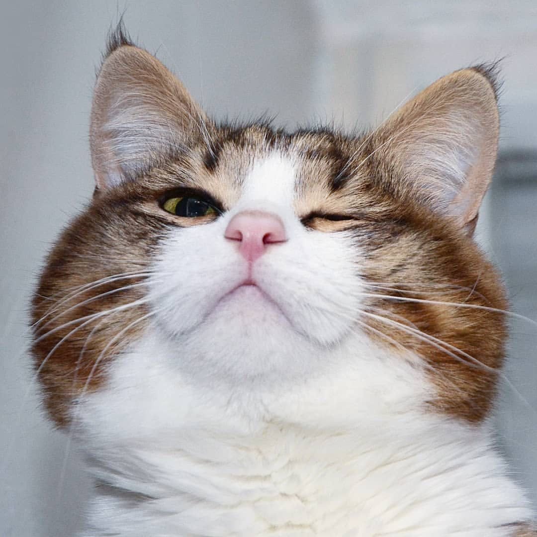 Смеющийся кот юмор